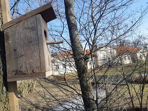 Būrītis pie koka