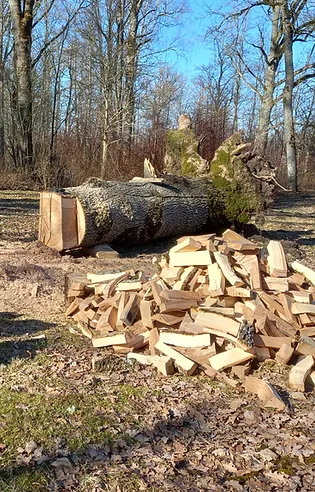 Darbi pils parkā